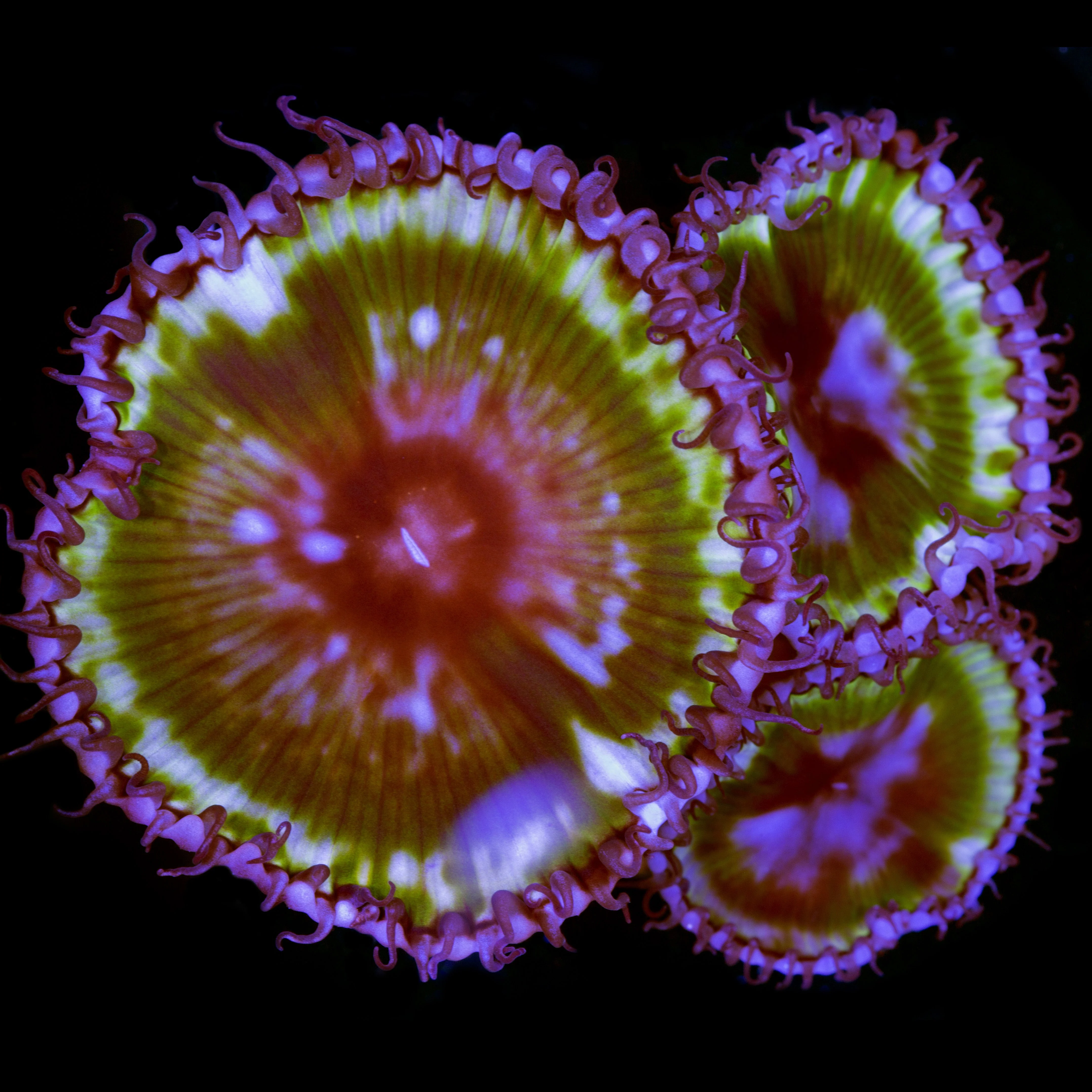 Protopalythoa sp.