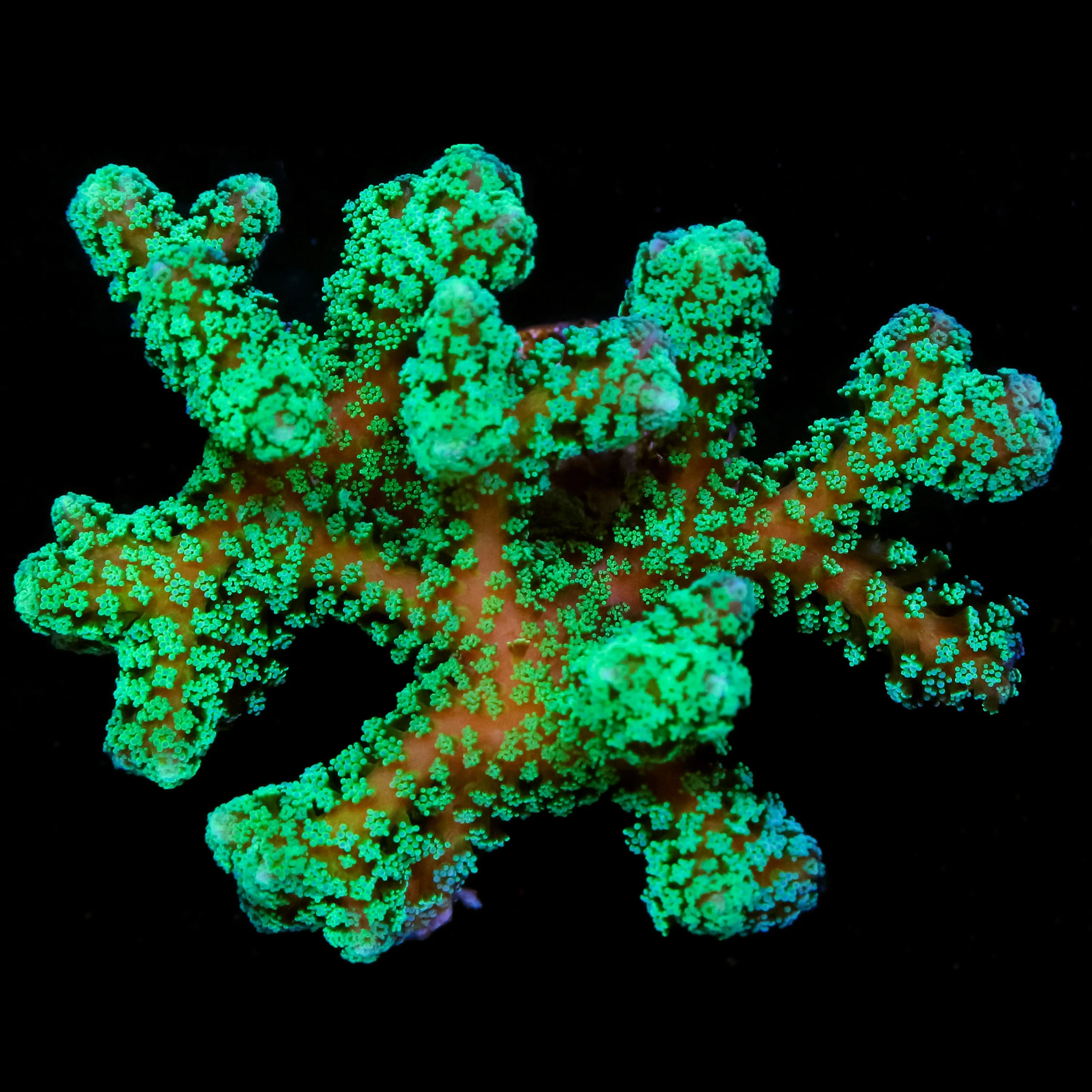 Seriatopora guttatus